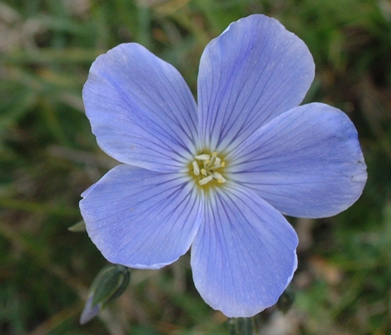 Linum alpinum ssp. gracilius  / Lino alpino
